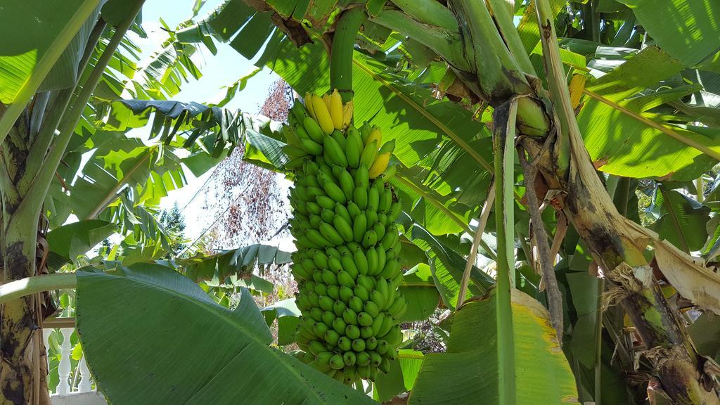 维多利亚Hibiscus House Seychelles Self Catering公寓 外观 照片
